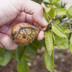 Main d'une personne tenant une poire affectée par la maladie du poirier, montrant des taches et des craquelures sur la peau du fruit.