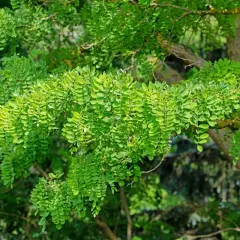 Rami di robinia carichi di foglie verdi. Attenzione alla robinia tossicità, le sue parti sono velenose.