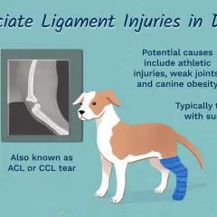 Ilustración de un perro con una pierna vendada, junto a una radiografía de rodilla. Se informa sobre el ligamento cruzado perro y su tratamiento.
