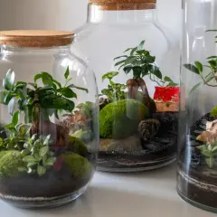 Miniaturowe ogrody w słoikach, pełne zieleni i mchu, tworzą magiczny świat. Każdy ogród w słoiku to małe dzieło sztuki.