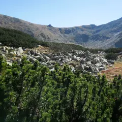 Gęsta kosodrzewina tatry na pierwszym planie, za nią skaliste zbocze i góry.