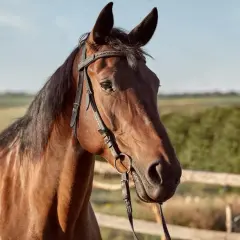 Piękny, kasztanowaty koń śląski starego typu z ciemną grzywą, w skórzanej uzdzie, na tle letniego krajobrazu.
