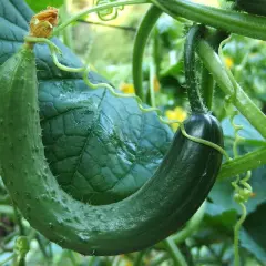 Un concombre vert, encore jeune, se courbe gracieusement sur sa tige. Sa taille est parfaite pour une future salade croquante.