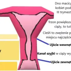 Jak zmienia się szyjka macicy przed porodem? Kluczowe objawy i porady