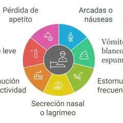 Síntomas de tos de las perreras: pérdida de apetito, fiebre leve, disminución de actividad, secreción nasal, estornudos, vómitos y arcadas.