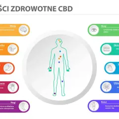 CBD wspiera mózg, łagodząc stres, co może pomóc w walce z objawami depresji. Grafika pokazuje też korzyści dla oczu, skóry, serca, układu pokarmowego, trzustki, żołądka, dłoni i nóg.