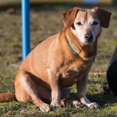 Ein brauner Hund im Welpensitz auf einer Wiese, mit einem blauen Halsband.