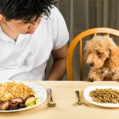 Un niño mira a su perro, que está sentado en una silla. El perro parece triste, como si mi perro no quiere comer.