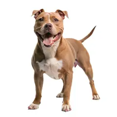 Un pitbull terrier marrón y blanco sonríe con la boca abierta, mostrando su lengua y dientes.