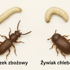 Dwa małe robaczki: gniczek zbożowy i żywiak chlebowiec, obok swoich larw.