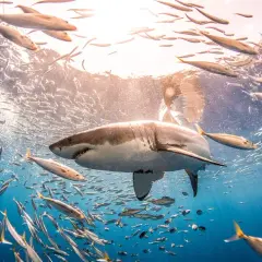 Un impresionante tiburón blanco de 12 metros nada entre bancos de peces plateados bajo la luz del sol.