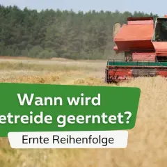 Ein Mähdrescher erntet Getreide auf einem Feld. Die Frage "Wann wird Getreide geerntet?" wird gestellt, mit dem Zusatz "Ernte Reihenfolge".