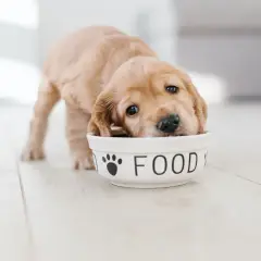 Uroczy szczeniak z nosem w misce z napisem "FOOD". Wskazówka, jak karmić szczeniaki 2 dniowe.