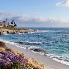 Flores moradas adornan las **playas de La Jolla**, con palmeras y casas en los acantilados, y el océano azul brillante.