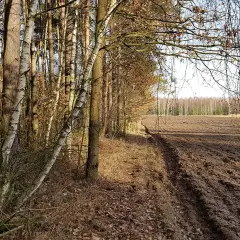 Jak znaleźć działkę w lesie i uniknąć błędów przy zakupie