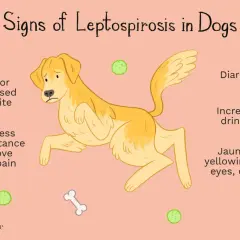 Illustration showing a sad dog with signs of leptospirosis: fever, decreased appetite, weakness, diarrhea, increased drinking, and jaundice.