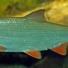 Un poisson hotu aux nageoires orangées, aux écailles argentées, nage dans une eau trouble.