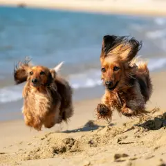 Dwa jamniki pędzą po plaży, ich długie uszy falują na wietrze. Radosny pies na plaży w akcji.