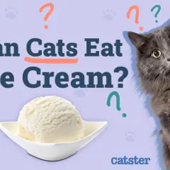 A fluffy grey cat looks curiously at a scoop of ice cream, as the text asks "Can Cats Eat Ice Cream?".