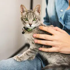 A qué edad se puede castrar un gato hembra y evitar problemas de salud