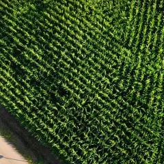 Campo di mais visto dall'alto, un esempio di monocoltura significato: coltivazione di un'unica specie vegetale su vasta scala.