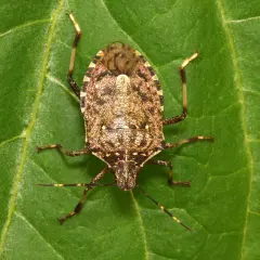 Una cimice cinese, con il suo carapace maculato, riposa su una foglia verde.