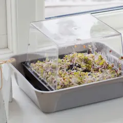 En bricka med färska groddar under ett plastlock, perfekt för att odla groddar hemma.