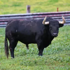 Toro negro imponente en un prado verde, símbolo de la ganadería Santa María.