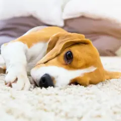 Smutny beagle leży na dywanie, zastanawiając się, czy pies może jeść żelki.