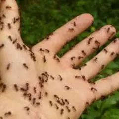 Una mano cubierta de hormigas. Es como soñar con bichos, una invasión que te hace cosquillas.