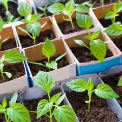Co sieje w marcu? Sprawdź, jakie warzywa i kwiaty posadzić teraz