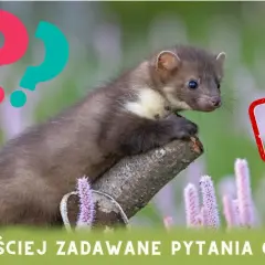 Kuna a pies: Czy Twój pupil jest bezpieczny? Fakty i ochrona