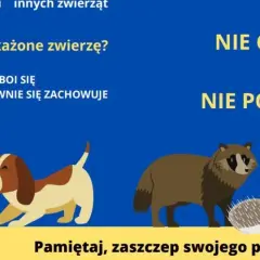Uważaj na zwierzęta z objawami wirusa wścieklizny: agresja, ślinotok, dziwne zachowanie. Nie głaszcz, nie podchodź! Zaszczep pupila.