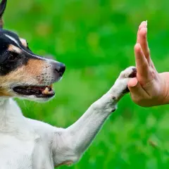 Un perro y un educador canino entrenan el gesto de "choca esos cinco" en un jardín verde.