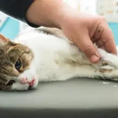 Cómo sé si mi gato tiene fiebre: síntomas que no debes ignorar