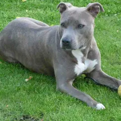 Amstaff leży na trawie obok żółtej piłki. Czy amstaff jest groźny dla dzieci? Ten pies wygląda na łagodnego.