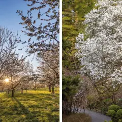 Arboretum Wojsławice kwitnie wiosną. Warto jechać, gdy kwitną magnolie i wiśnie, tworząc bajkowy krajobraz.