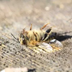 Un'ape morta giace su un tronco di legno. Un triste segno della moria delle api, un problema che minaccia il nostro ecosistema.
