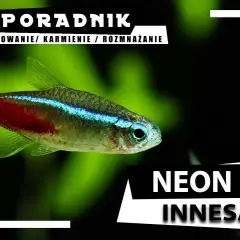 Jak karmić neonki, aby były zdrowe i szczęśliwe przez cały czas