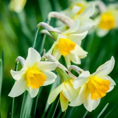 Des narcisses blancs et jaunes, symboles de renouveau, s'épanouissent dans un jardin verdoyant. Le daffodil signification est l'espoir.