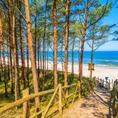 Ścieżka przez sosnowy las prowadzi na piaszczystą plażę. Widok na Bałtyk przypomina polskie wyspy.