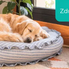 Złoty retriever śpi na wygodnym, łatwym do czyszczenia legowisku dla psa.