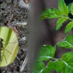 Małe, czarne muszki na pomidorach. Jedna z nich widoczna w powiększeniu, siedzi na zielonym listku.