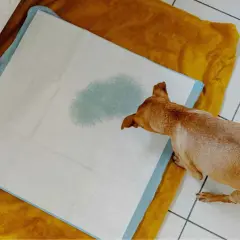 Perro pequeño sobre empapador con mancha de orina. Podría ser un síntoma de infeccion de orina perros.