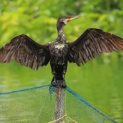 Un oiseau noir aux ailes déployées, perché sur un filet, prêt à plonger pour attraper des poissons.