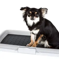 Chihuahua siedzi na kuwecie, ucząc się jak nauczyć psa sikać do kuwety.