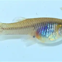 Un petit poisson moustique aux reflets irisés, nageant dans une eau claire.