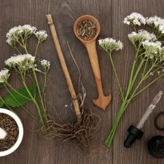 Baldrianwurzel, Blüten und Utensilien zur Zubereitung von Heilmitteln. Die Baldrian Wirkung ist bekannt für ihre beruhigenden Eigenschaften.