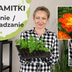 Kiedy siać aksamitki do doniczek, aby uniknąć niepowodzeń w uprawie