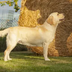 Jak wytresować labradora? Kompleksowy przewodnik krok po kroku